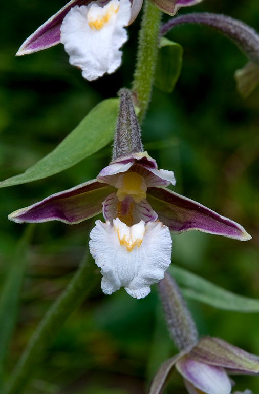 Epipactis-palustris-1667_70_2014.jpg