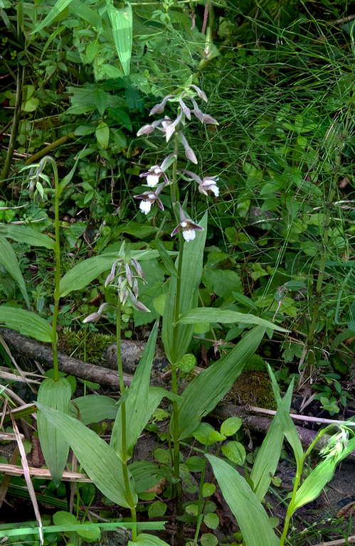 Epipactis-palustris-1636_37_2014.jpg