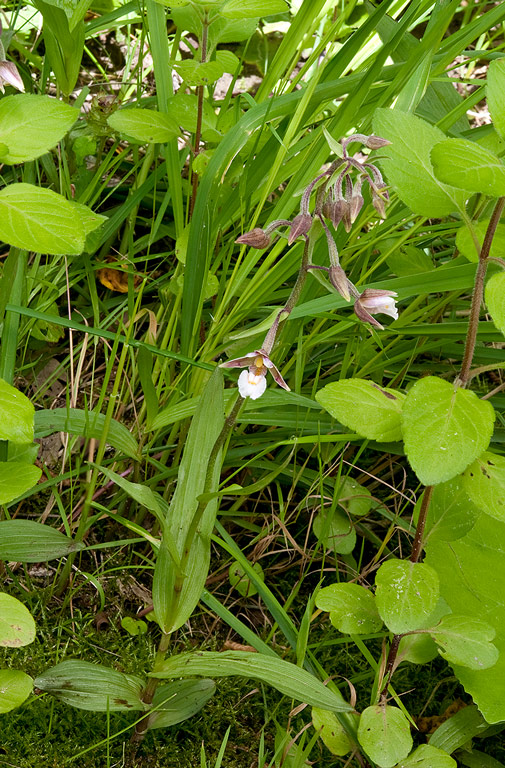 Epipactis-palustris-1694_95_2014.jpg