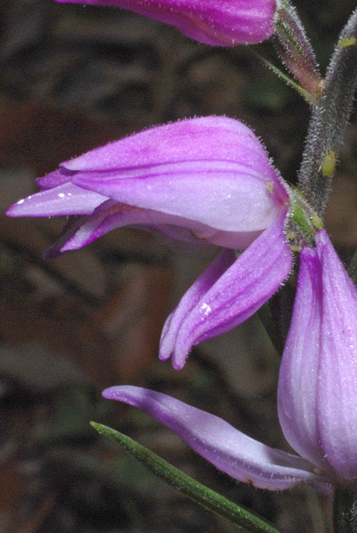 Cephalanthera rubra (5).jpg