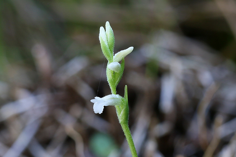 1g-spiranthes-aestivalis.jpg