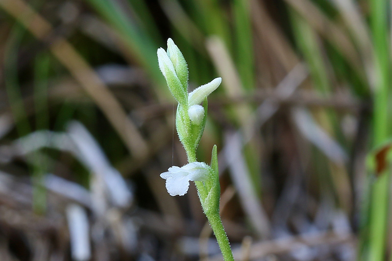 2g-spiranthes-aestivalis.jpg