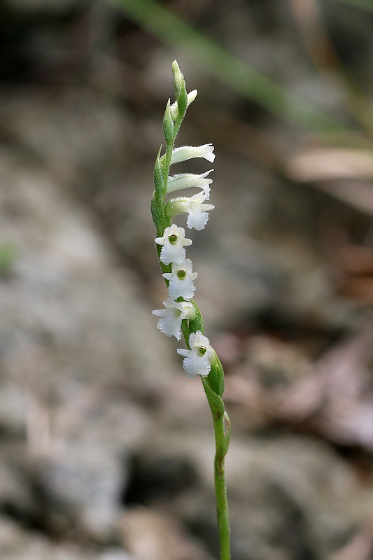 3g-spiranthes-aestivalis.jpg