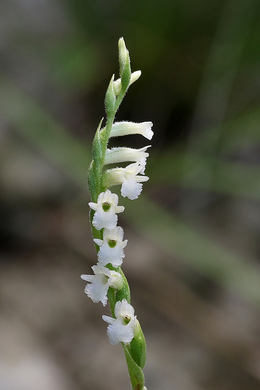 4g-spiranthes-aestivalis.jpg