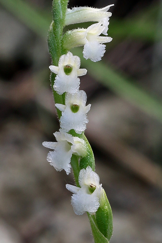 5g-spiranthes-aestivalis.jpg