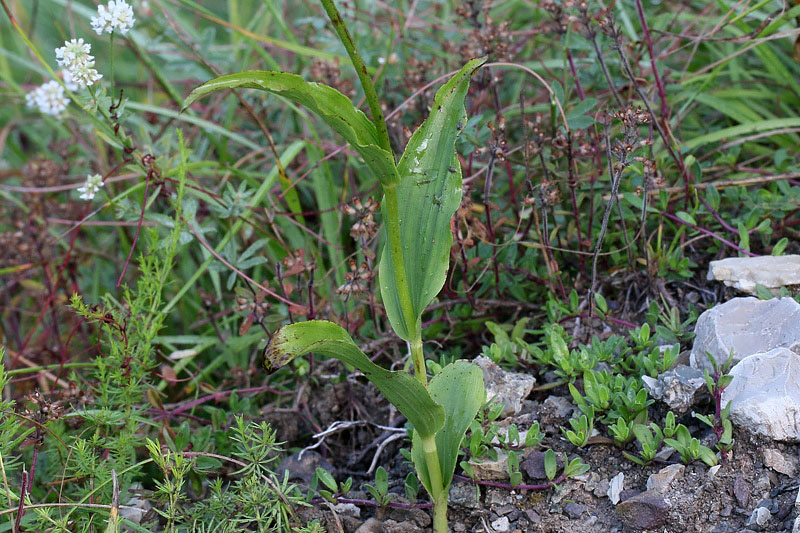 9m-epipactis-muelleri-XMG_1272.jpg