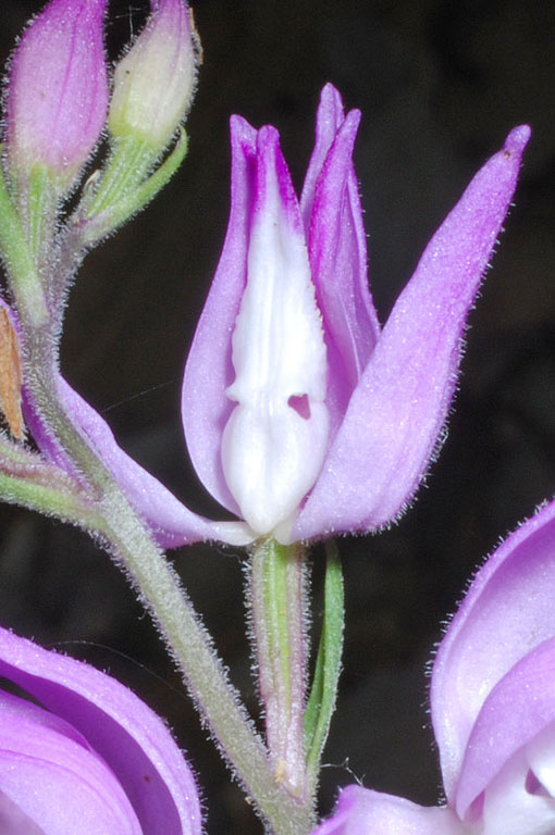 Cephalanthera rubra (6).jpg