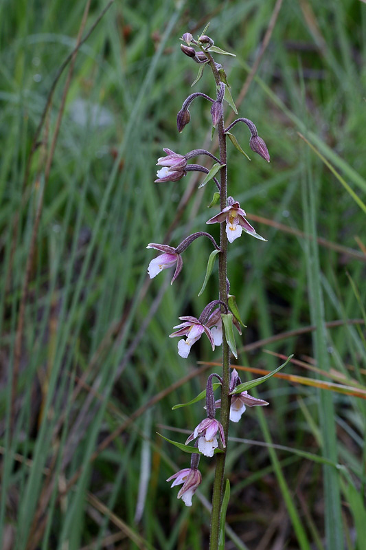 1m-epipactis-palustris.jpg