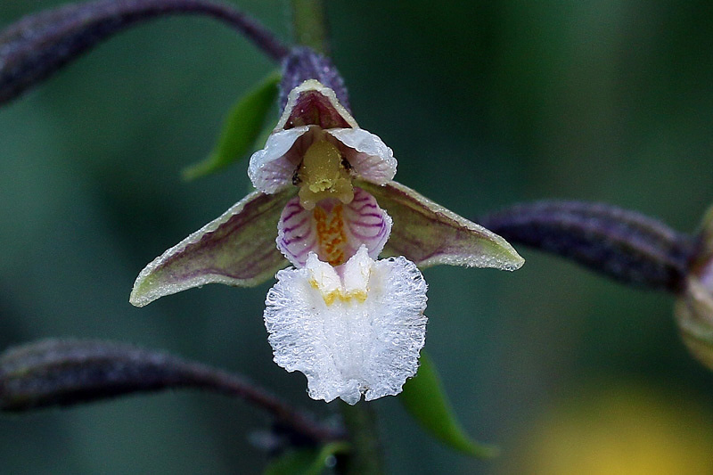 5m-epipactis-palustris.jpg