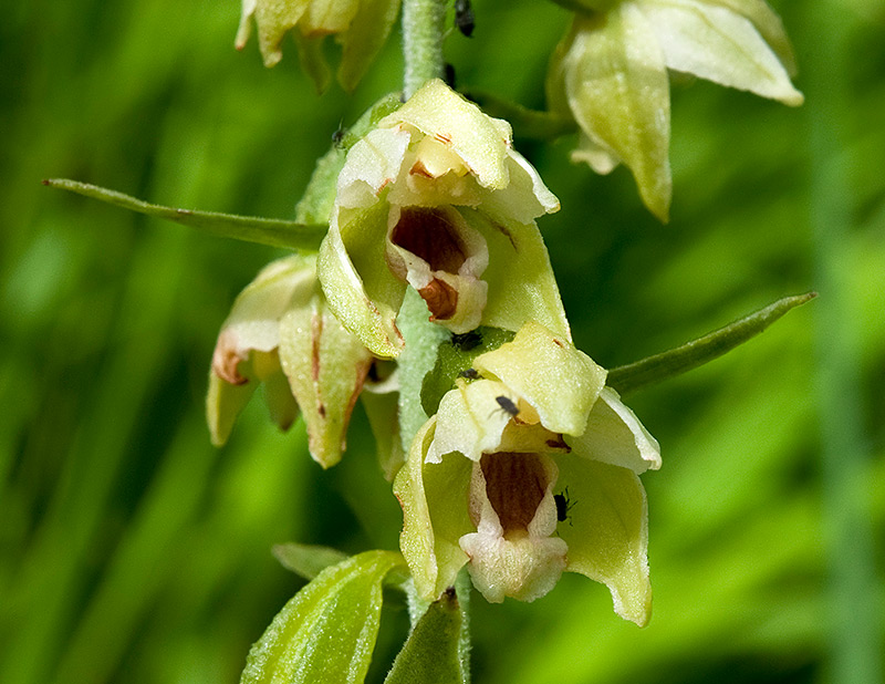 Epipactis-muelleri-2243_45_bis2014.jpg