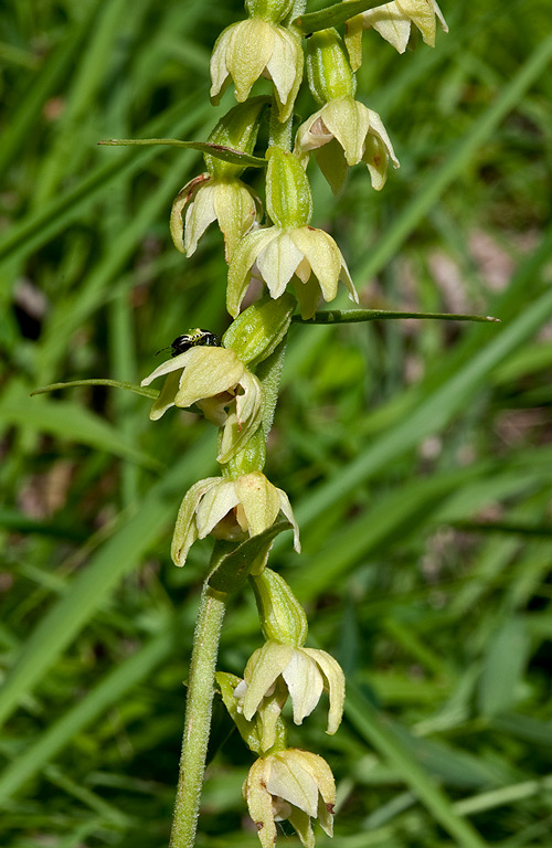 Epipactis-muelleri-2225_27_2014.jpg