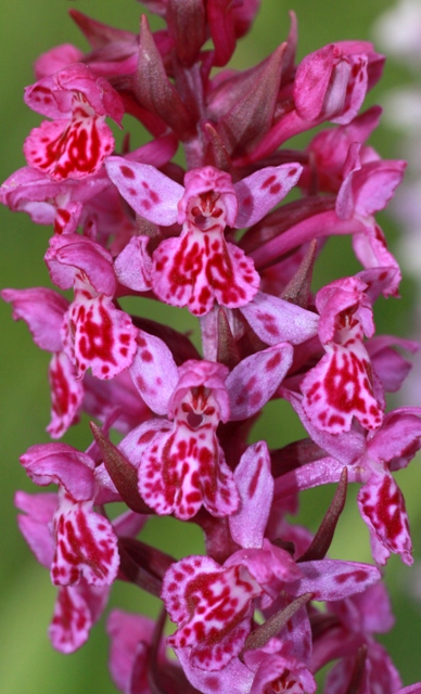 ibrido gymnadenia x majalis 3jpg.jpg