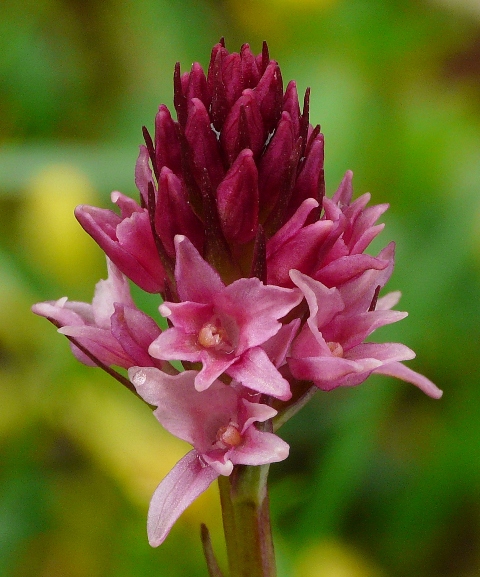 ibrido albida x rhellicani 2.jpg