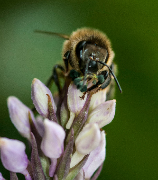 Dactylorhiza maculata subsp. fuchsii Ape 3.jpg