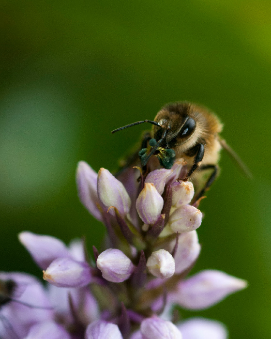Dactylorhiza maculata subsp. fuchsii Ape 2.jpg