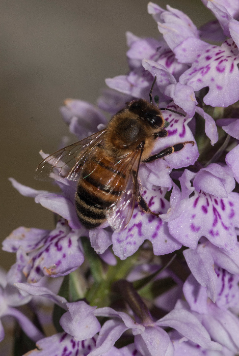 Dactylorhiza maculata subsp. fuchsii Ape 1.jpg