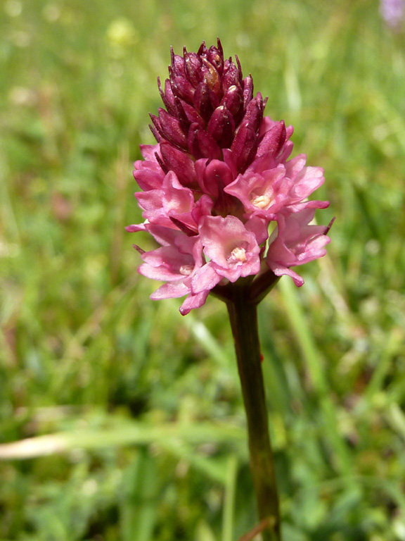 P1060730 c.jpg