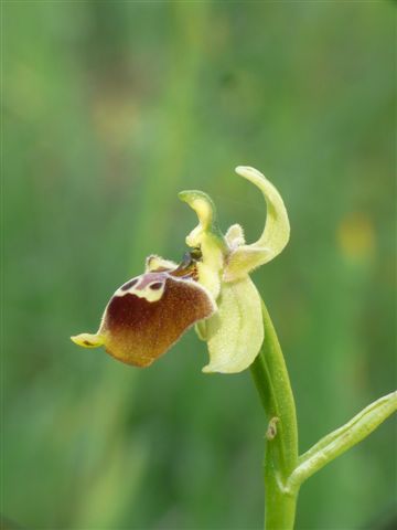 Oph. tetral. Vallepietra .JPG