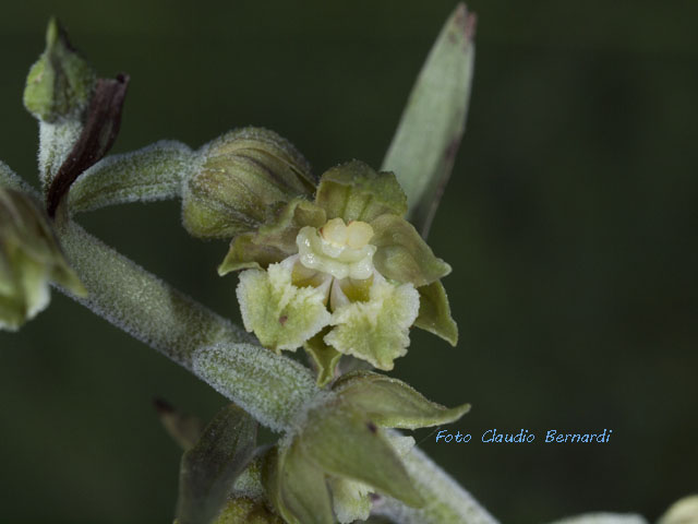 epipactis lusus di microphylla.jpg