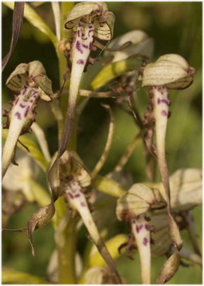 Hymantoglossum.jpg