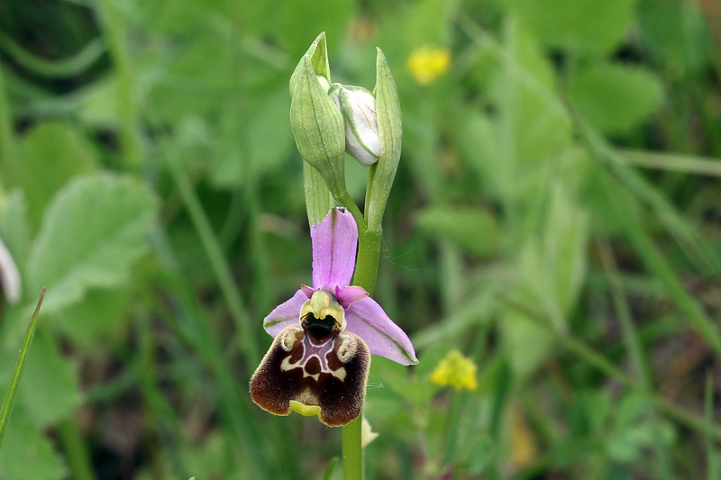 1m-ophrys-appennina.jpg