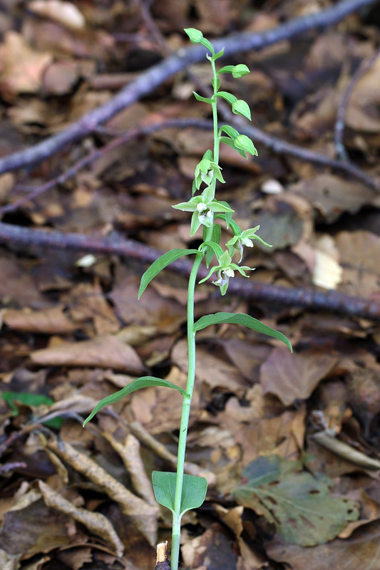 1m-epipactis-exilis.jpg