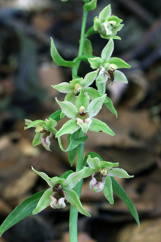 3m-epipactis-exilis.jpg