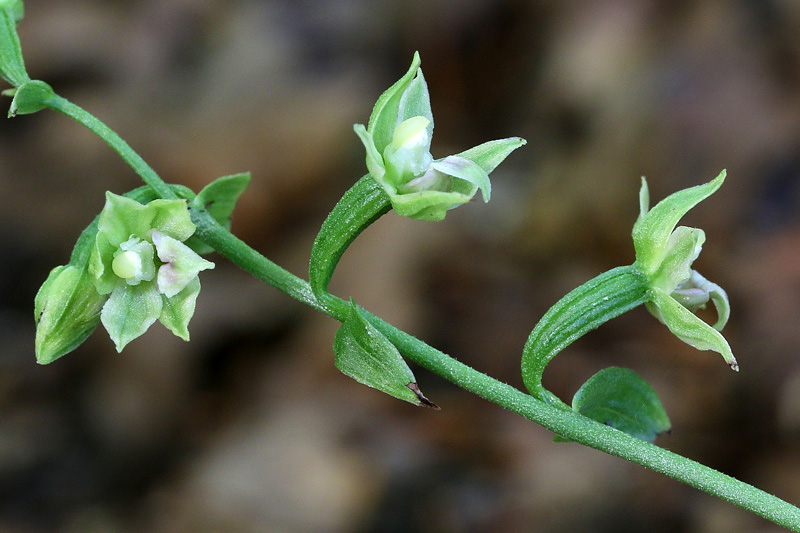 4m-epipactis-exilis.jpg