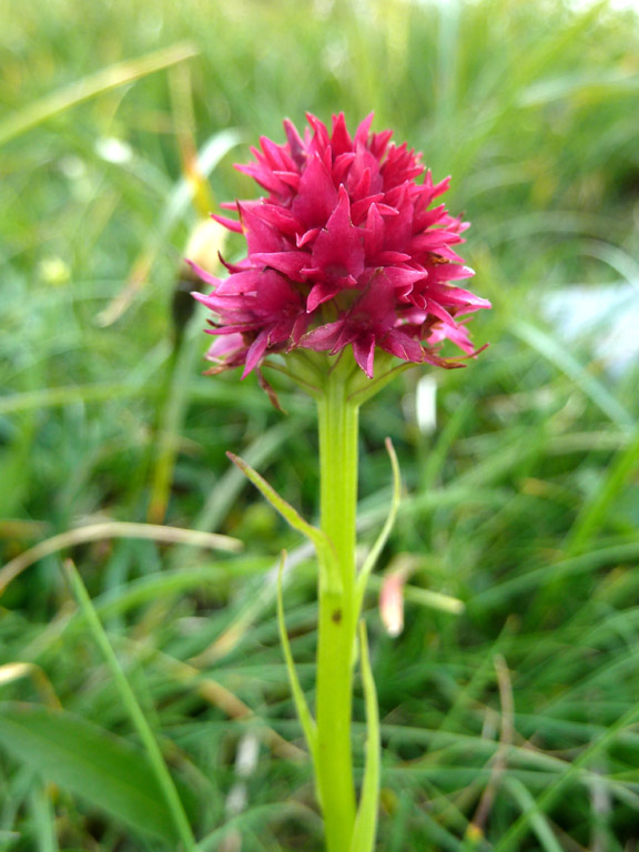 Nigritella (1).jpg