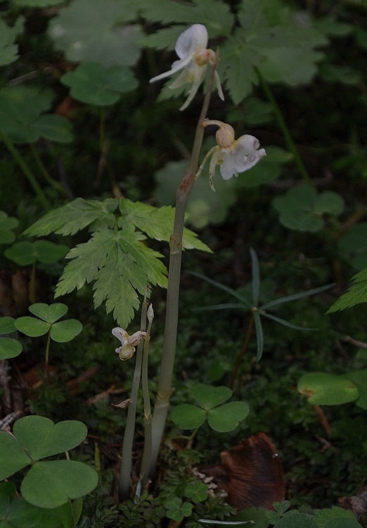 Epipogium aphyllum_0010 - Copia.JPG