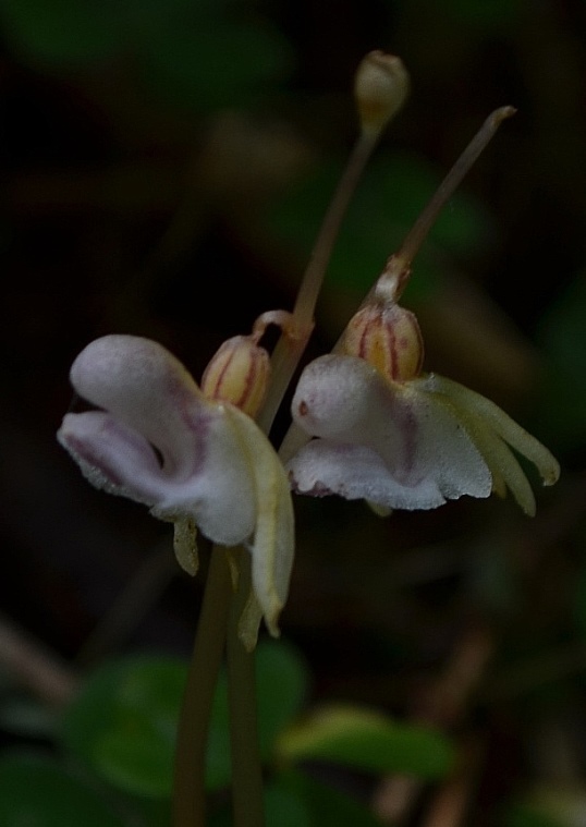 Epipogium aphyllum_0020 - Copia - Copia.JPG