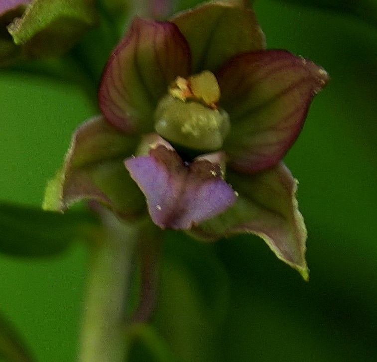 Epipactis helleborine 1070.JPG