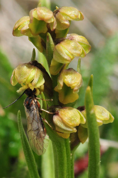 Imenottero su Chamorchis alpina.jpg