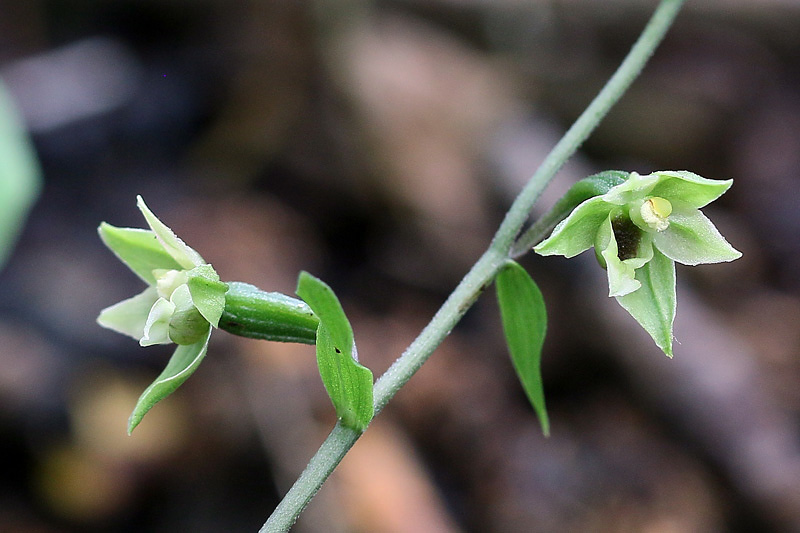 4m-epipactis-autumnalis.jpg