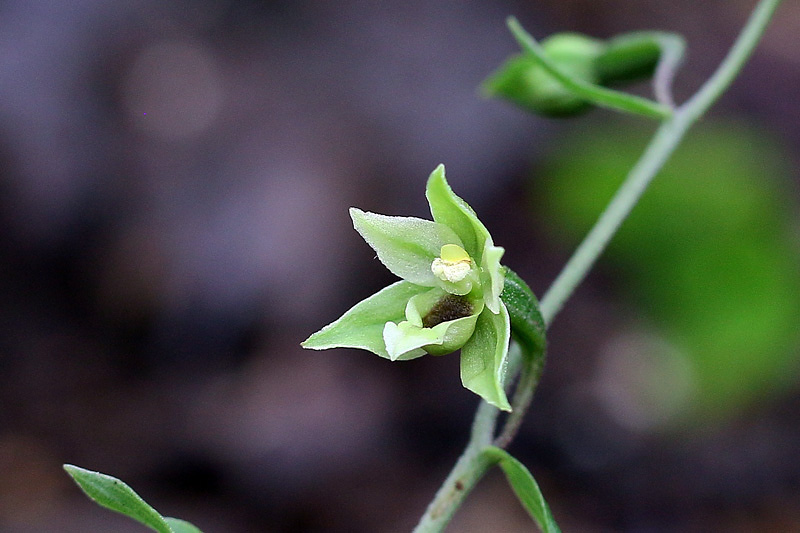 5m-epipactis-autumnalis.jpg