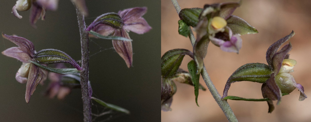Fiore-2.jpg