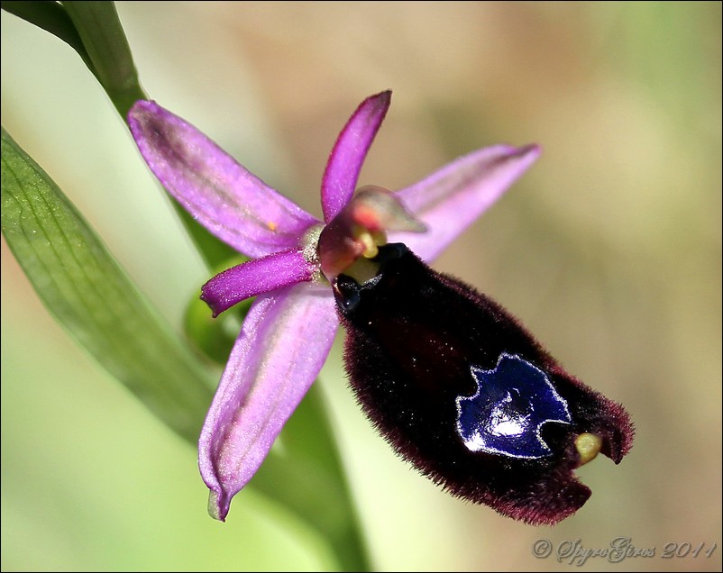 Ophrys bertolonii Moretti tipo Ophrys Romolinii Soca.jpg