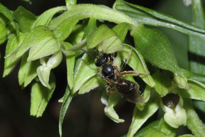 Imenottero su Epipactis leptochila var. neglecta .jpg