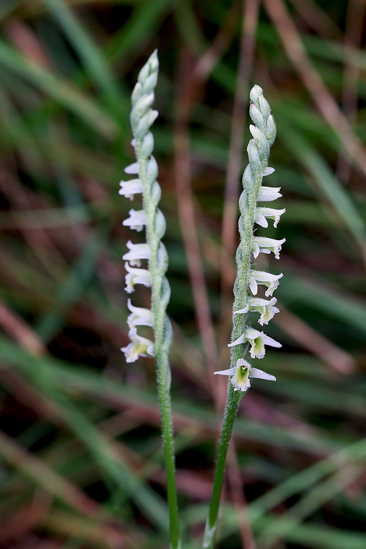 1g-spiranthes-spiralis.jpg