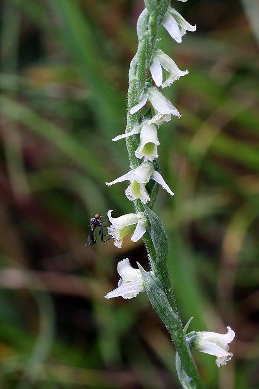 4g-spiranthes-spiralis.jpg