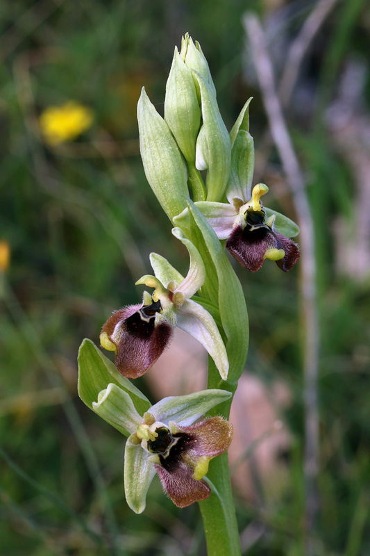 2g-ophrys-bornmuelleri.jpg