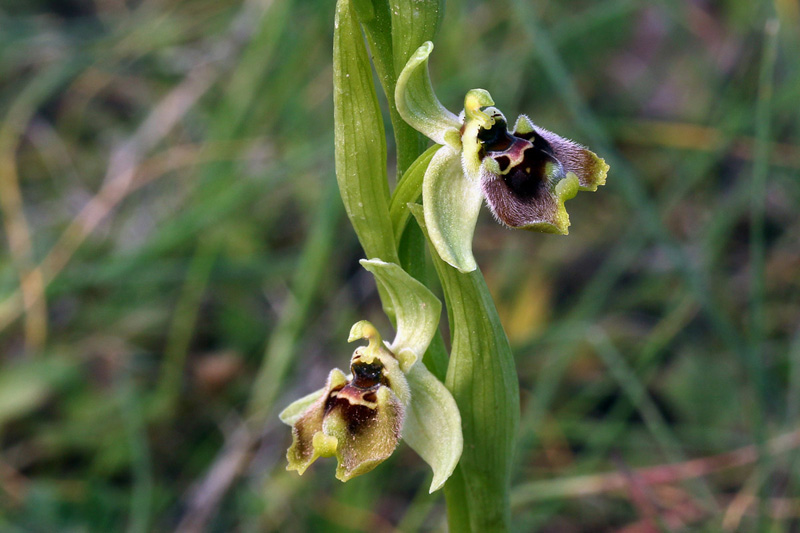 3g-ophrys-bornmuelleri.jpg