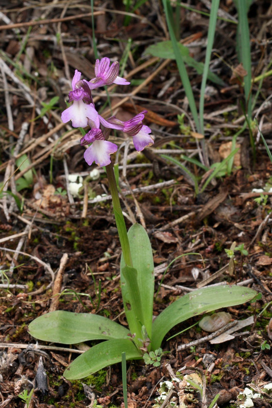 1m-anacamptis-syriaca.jpg