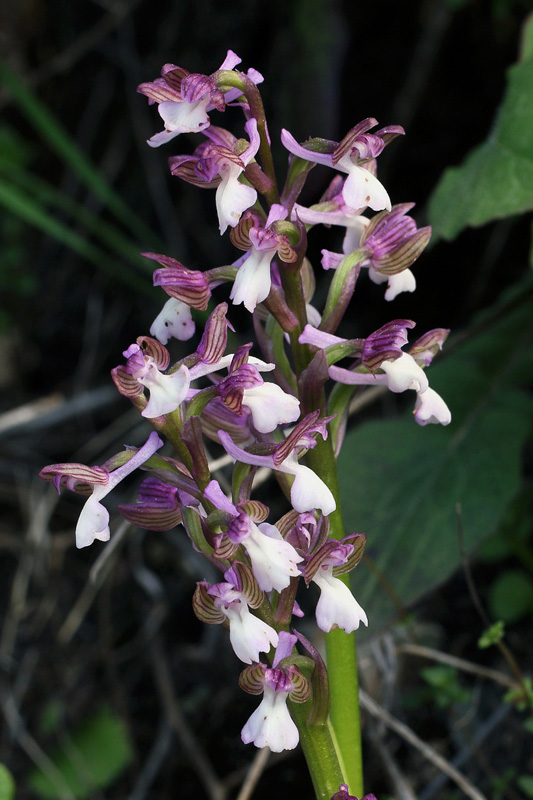 2m-anacamptis-syriaca.jpg