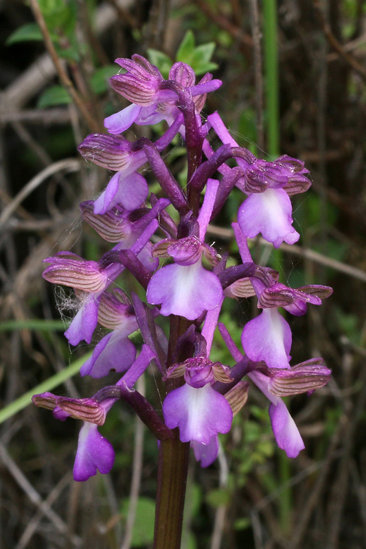 5m-anacamptis-syriaca.jpg