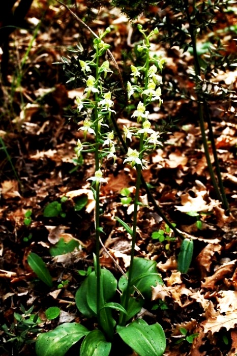 Platanthera chlorantha 016 - Copia.jpg