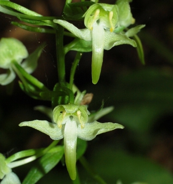 Platanthera chlorantha 002 - Copia.JPG