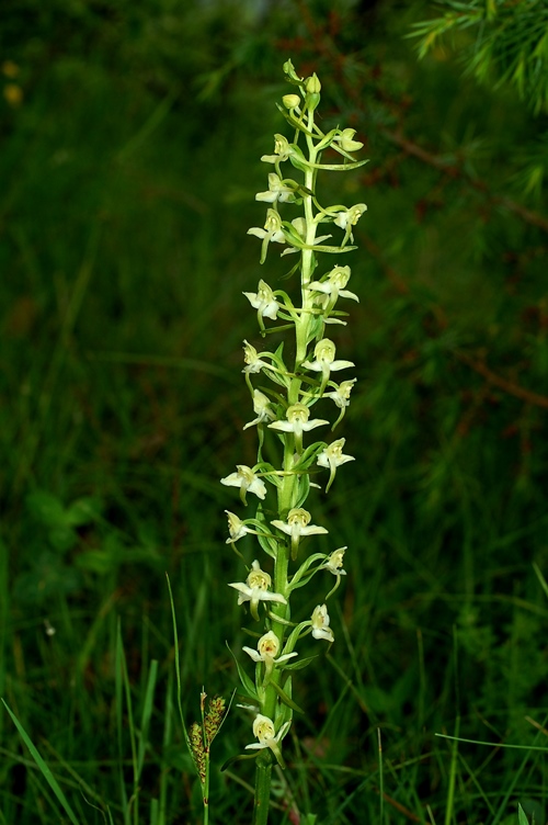 Platanthera chlorantha (Custer) Richembach 6025.JPG