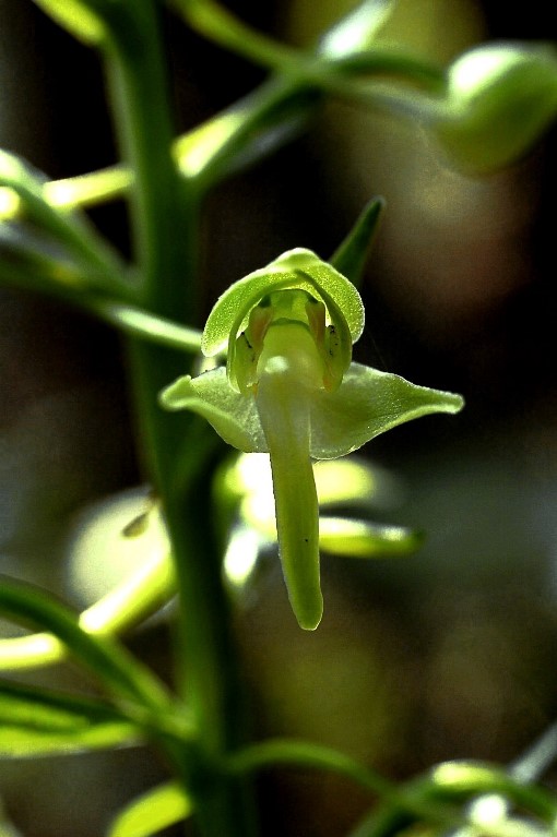Platanthera chlorantha 012.jpg