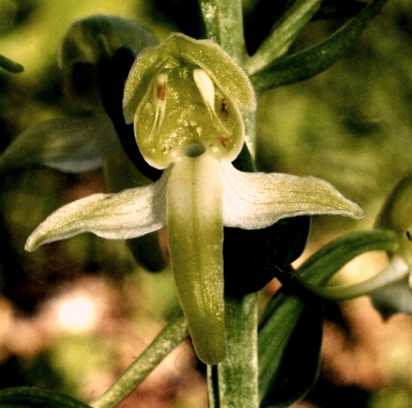 Platanthera chlorantha 098 - Copia.JPG